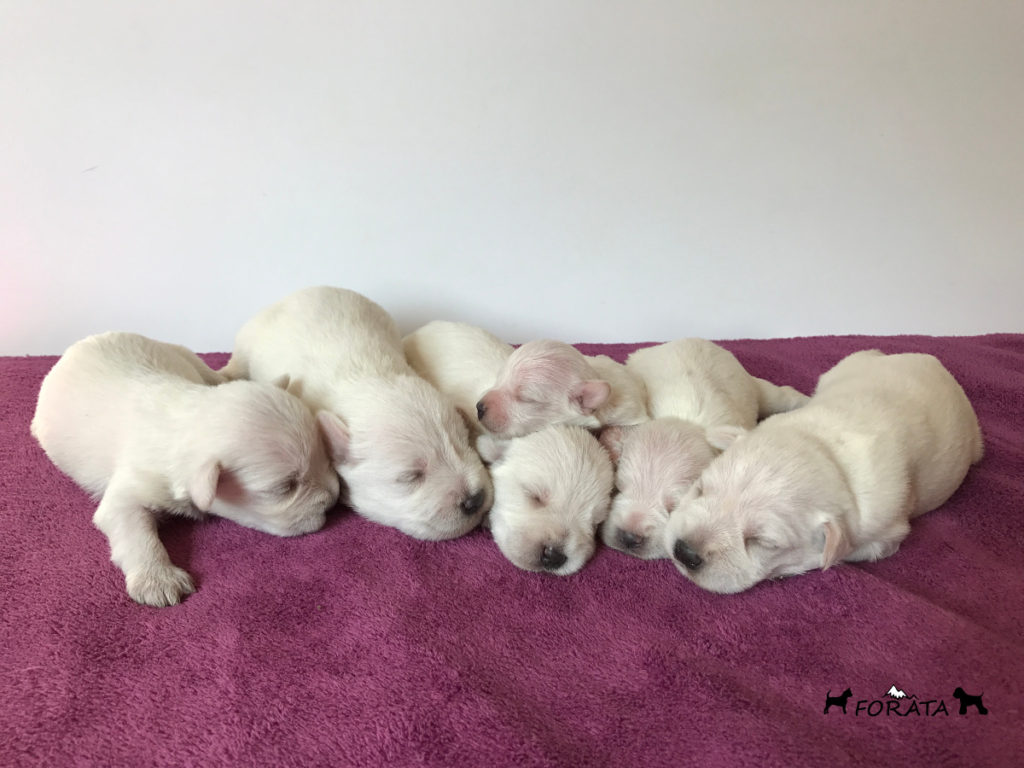 Schnauzers miniaturas blancos