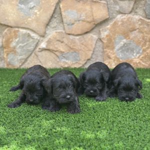 Camada Schnauzer Miniatura Negra